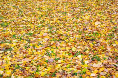 Huş ağacının renkli sonbahar yaprakları, yaprak döken, beyaz kabuklu ve kalp şeklinde yaprakları olan ağaç..