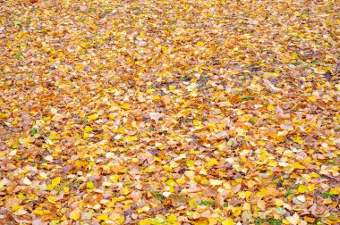 Huş ağacının renkli sonbahar yaprakları, yaprak döken, beyaz kabuklu ve kalp şeklinde yaprakları olan ağaç..