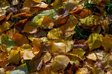 Huş ağacının renkli sonbahar yaprakları, yaprak döken, beyaz kabuklu ve kalp şeklinde yaprakları olan ağaç..