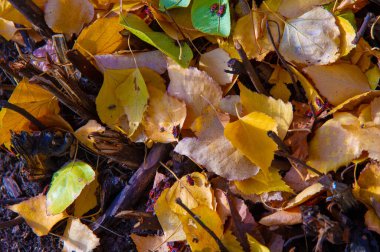 Huş ağacının renkli sonbahar yaprakları, yaprak döken, beyaz kabuklu ve kalp şeklinde yaprakları olan ağaç..
