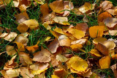 Huş ağacının renkli sonbahar yaprakları, yaprak döken, beyaz kabuklu ve kalp şeklinde yaprakları olan ağaç..