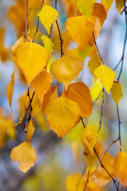 Huş ağacının renkli sonbahar yaprakları, yaprak döken, beyaz kabuklu ve kalp şeklinde yaprakları olan ağaç..