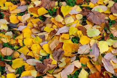 Huş ağacının renkli sonbahar yaprakları, yaprak döken, beyaz kabuklu ve kalp şeklinde yaprakları olan ağaç..