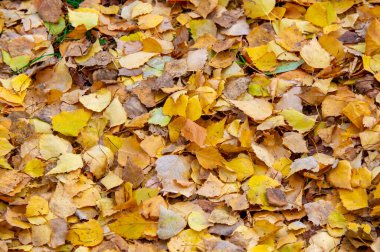 Huş ağacının renkli sonbahar yaprakları, yaprak döken, beyaz kabuklu ve kalp şeklinde yaprakları olan ağaç..