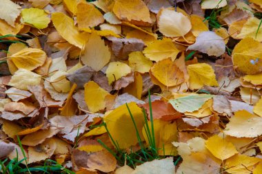 Huş ağacının renkli sonbahar yaprakları, yaprak döken, beyaz kabuklu ve kalp şeklinde yaprakları olan ağaç..