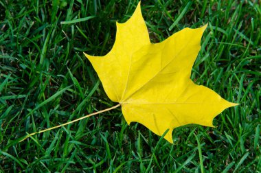 Sonbahar akçaağaç yaprağı, daha yüksek bir bitkinin düz bir yapısıdır. Direk sapına ya da gövdesine bağlı bir bıçağa benzer. Yapraklar fotosentez ve dönüşümün ana organlarıdır.
