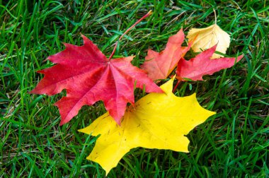 Sonbahar akçaağaç yaprağı, daha yüksek bir bitkinin düz bir yapısıdır. Direk sapına ya da gövdesine bağlı bir bıçağa benzer. Yapraklar fotosentez ve dönüşümün ana organlarıdır.