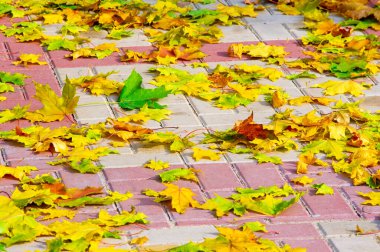 Sonbahar akçaağaç yaprağı, daha yüksek bir bitkinin düz bir yapısıdır. Direk sapına ya da gövdesine bağlı bir bıçağa benzer. Yapraklar fotosentez ve dönüşümün ana organlarıdır.