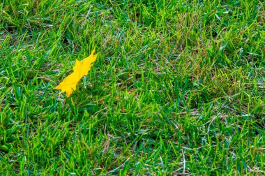 Sonbahar akçaağaç yaprağı, daha yüksek bir bitkinin düz bir yapısıdır. Direk sapına ya da gövdesine bağlı bir bıçağa benzer. Yapraklar fotosentez ve dönüşümün ana organlarıdır.