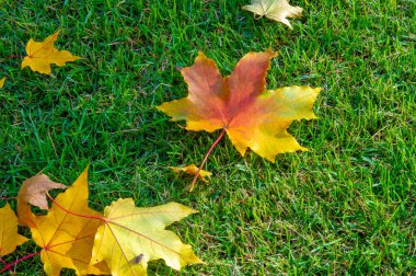 Sonbahar akçaağaç yaprağı, daha yüksek bir bitkinin düz bir yapısıdır. Direk sapına ya da gövdesine bağlı bir bıçağa benzer. Yapraklar fotosentez ve dönüşümün ana organlarıdır.