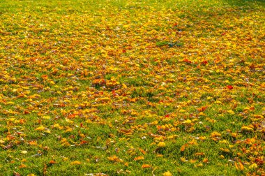 Sonbahar akçaağaç yaprağı, daha yüksek bir bitkinin düz bir yapısıdır. Direk sapına ya da gövdesine bağlı bir bıçağa benzer. Yapraklar fotosentez ve dönüşümün ana organlarıdır.