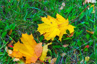 Sonbahar akçaağaç yaprağı, daha yüksek bir bitkinin düz bir yapısıdır. Direk sapına ya da gövdesine bağlı bir bıçağa benzer. Yapraklar fotosentez ve dönüşümün ana organlarıdır.