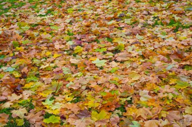 Sonbahar akçaağaç yaprağı, daha yüksek bir bitkinin düz bir yapısıdır. Direk sapına ya da gövdesine bağlı bir bıçağa benzer. Yapraklar fotosentez ve dönüşümün ana organlarıdır.