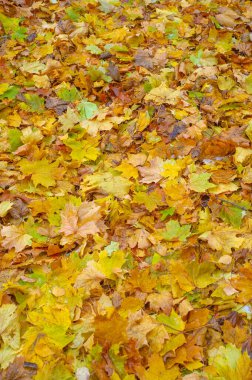 Sonbahar akçaağaç yaprağı, daha yüksek bir bitkinin düz bir yapısıdır. Direk sapına ya da gövdesine bağlı bir bıçağa benzer. Yapraklar fotosentez ve dönüşümün ana organlarıdır.