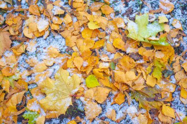 Sonbahar akçaağaç yaprağı, daha yüksek bir bitkinin düz bir yapısıdır. Direk sapına ya da gövdesine bağlı bir bıçağa benzer. Yapraklar fotosentez ve dönüşümün ana organlarıdır.