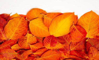 doku, arkaplan, desen, sonbahar yaprakları, parlak doymuş renkler, ağaçlar sonbaharda inanılmaz güzeller, doğa sıcak yaz günlerine veda ediyor.