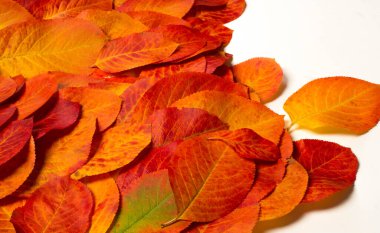 doku, arkaplan, desen, sonbahar yaprakları, parlak doymuş renkler, ağaçlar sonbaharda inanılmaz güzeller, doğa sıcak yaz günlerine veda ediyor.