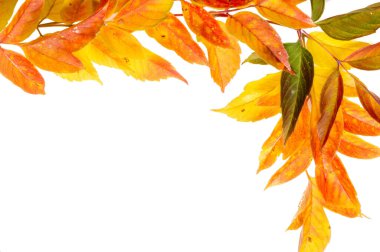 Beyaz arka planda kırmızı ve sarı akçaağaç yaprakları. Yapraklar yeşilden sarıya, parlak turuncu ya da kırmızı renge dönüştüğünde ağaçların uzun kış uykularına başladığını öğreneceksiniz..