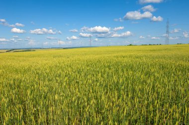  Yaz fotoğrafı. Buğday, tohumu için yaygın olarak ekilen bir ottur, dünya çapında önemli bir yiyecek olan tahıldır. Birçok buğday türü birlikte Triticum cinsini oluşturur. 