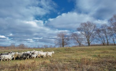 Sonbahar kış manzarası, Kasım. Ay sonuna kadar. Üzücü, kasvetli bir mevsim, doğa karı bekliyor.,