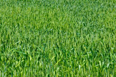 Yaz fotoğrafçılığı, buğday, ekmek, makarna, şekerleme ve benzeri ürünler için un üretmek için kullanılan ılıman ülkelerde yetişen en en önemli bitkidir.. 