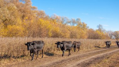 Sonbahar fotoğrafçılığı, nehrin taşkın ovası, ama şimdiye kadar sadece sonbahar altın, ne yağmur ne de rüzgar var, ve altın yaprak yeryüzüne uçuyor, ruhun özlemle doluyor..