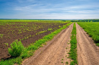 Yaz manzarası, bunaltıcı yaz günleri, kırsal yol, yonca tarlaları, mısırlar...