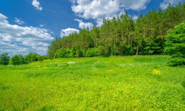 Yaz manzarası, kırsal alan, parlak yeşil çimenler ve ağaçlar, beyaz bulutlu mavi gökyüzü, harika yaz havası.