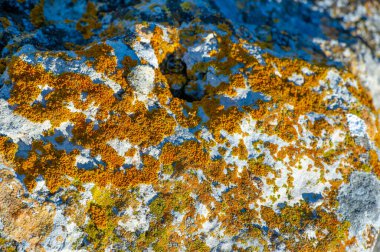 Sonbahar manzarası, doku, arka plan, yosun kaplı granit taş, gerçek kökleri olmayan küçük renksiz yeşil bitki, alçak halılarda ya da nemli yerlerde yuvarlak yastıklarda yetişiyor.