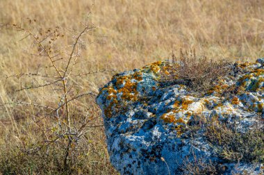 Sonbahar manzarası, doku, arka plan, yosun kaplı granit taş, gerçek kökleri olmayan küçük renksiz yeşil bitki, alçak halılarda ya da nemli yerlerde yuvarlak yastıklarda yetişiyor.