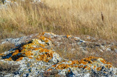 Sonbahar manzarası, doku, arka plan, yosun kaplı granit taş, gerçek kökleri olmayan küçük renksiz yeşil bitki, alçak halılarda ya da nemli yerlerde yuvarlak yastıklarda yetişiyor.
