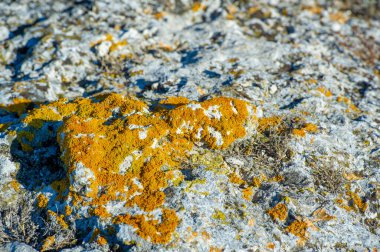 Sonbahar manzarası, doku, arka plan, yosun kaplı granit taş, gerçek kökleri olmayan küçük renksiz yeşil bitki, alçak halılarda ya da nemli yerlerde yuvarlak yastıklarda yetişiyor.