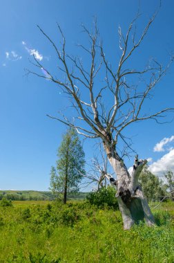 Yaz manzarası, nehir taşkınları, pitoresk kıyılar, kır çiçekli parlak yeşil çimenler, beyaz bulutlu mavi gökyüzü, ılık yaz günleri.,