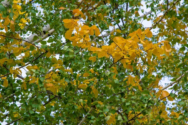 Fotografía Otoño Hojas Otoño Esta Época Del Año Los Árboles — Foto de Stock