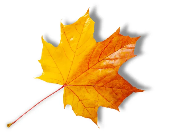 Осенний Эскиз Кленовыми Листьями Желто Красно Оранжевые Цвета Листьев Фотография — стоковое фото