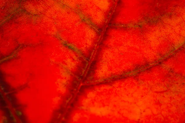 Jesienny Szkic Liśćmi Klonu Żółte Czerwone Pomarańczowe Kolory Liści Zdjęcie — Zdjęcie stockowe