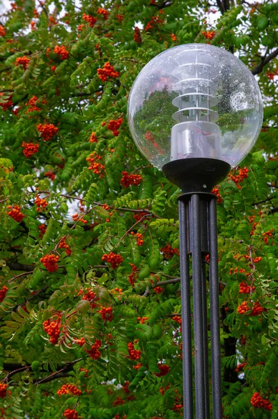 Fotografía Otoño Hojas Otoño Esta Época Del Año Los Árboles — Foto de Stock