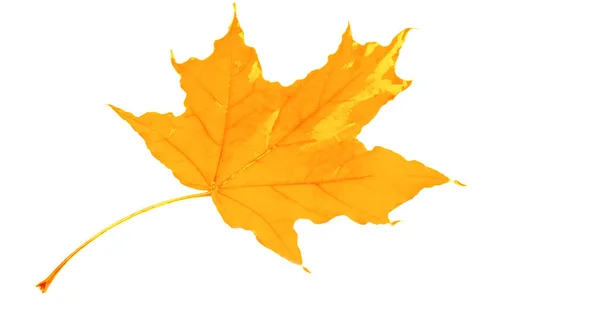 Podzimní Skica Javorovými Listy Žlutá Červená Oranžová Barva Listů Fotografie — Stock fotografie