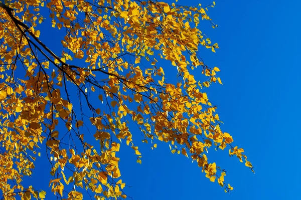 Autunno Fotografia Foglie Autunno Questo Periodo Dell Anno Gli Alberi — Foto Stock