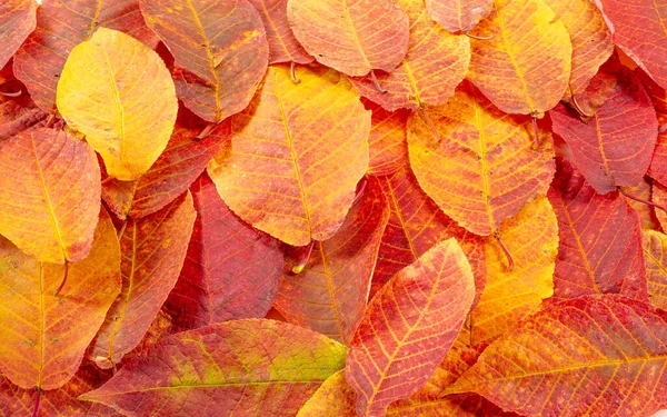 Autumn Landscape Sketch Autumn Photo Yellow Burgundy Red Leaves Summer — Stock Photo, Image