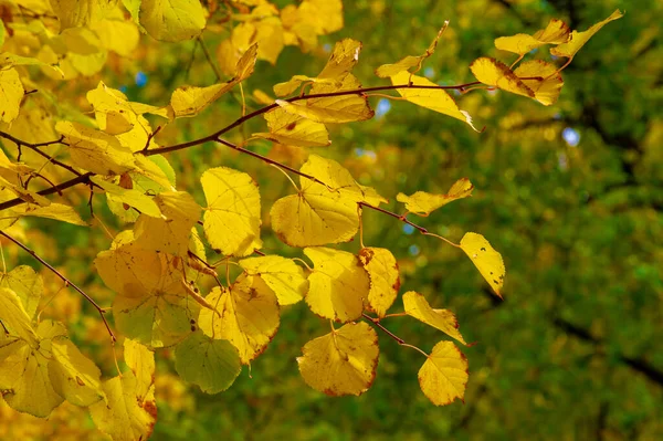 Fotografía Otoño Hojas Otoño Esta Época Del Año Los Árboles —  Fotos de Stock