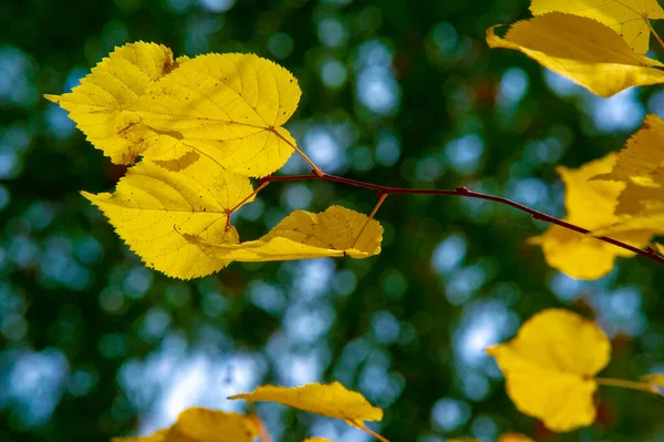 Осенняя Фотография Осенние Листья Время Года Деревья Кажется Оживают Отрываясь — стоковое фото