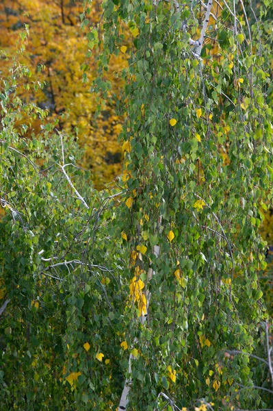 Fotografía Otoño Hojas Otoño Esta Época Del Año Los Árboles — Foto de Stock