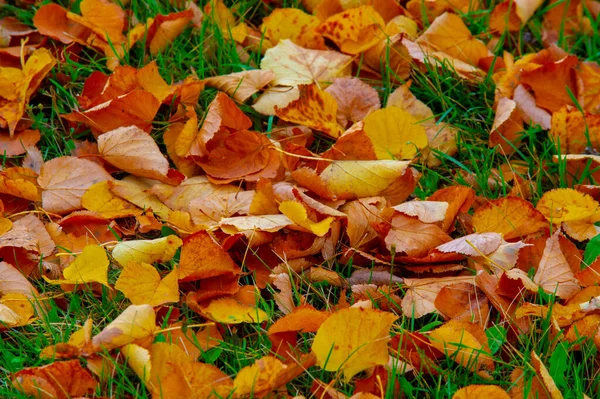 Herbstlandschaft Skizze Des Herbstes Auf Dem Foto Gelb Bordeauxrote Blätter — Stockfoto