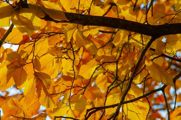 Photographie Automne Feuilles Automne Cette Période Année Les Arbres Semblent — Photo