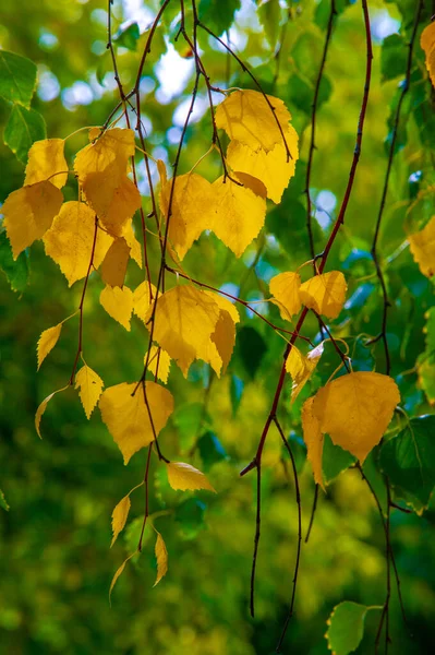 Осенняя Фотография Осенние Листья Время Года Деревья Кажется Оживают Отрываясь — стоковое фото