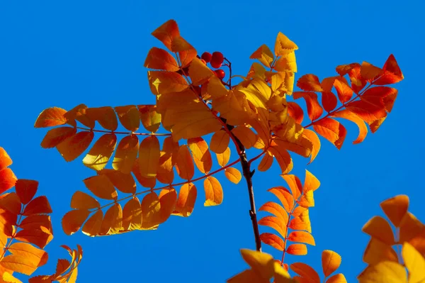 Autumn Landscape Sketch Autumn Photo Yellow Burgundy Red Leaves Summer — Stock Photo, Image