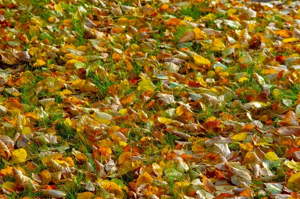 Herbstlandschaft Skizze Des Herbstes Auf Dem Foto Gelb Bordeauxrote Blätter — Stockfoto