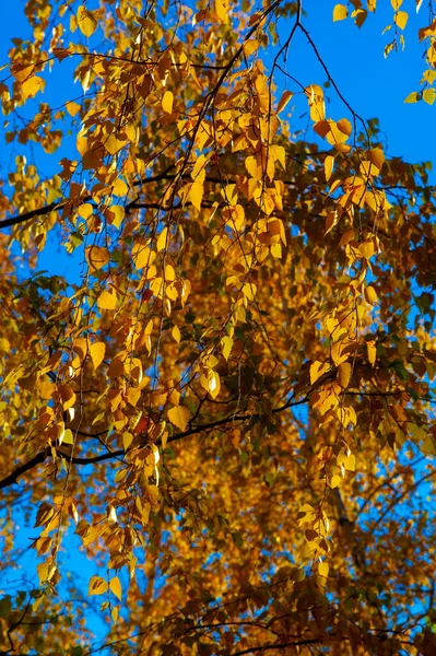 Photographie Automne Feuilles Automne Cette Période Année Les Arbres Semblent — Photo