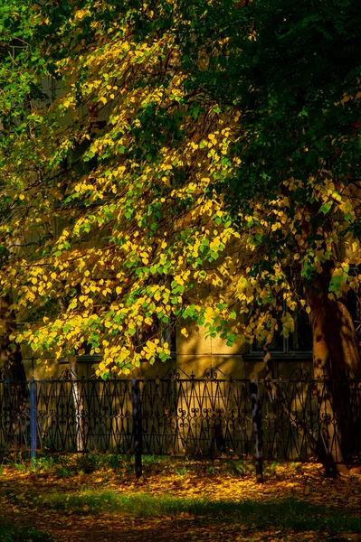 Herfst Landschap Schets Van Herfst Foto Geel Bordeaux Rode Bladeren — Stockfoto